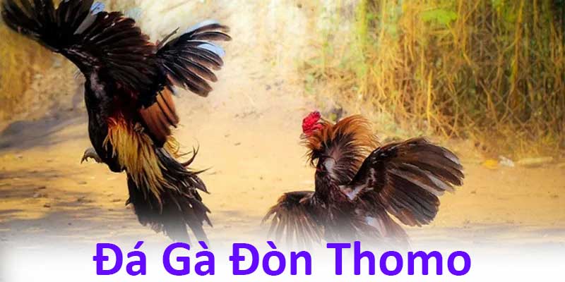 Những hình thức đá gà WIn55